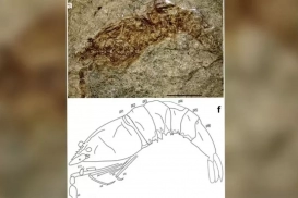 Fóssil de camarão é encontrado em Pernambuco