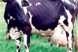 Sergipe bate recorde na produção de leite
